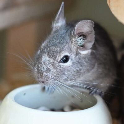 Neuzugang Tierheim Berlin