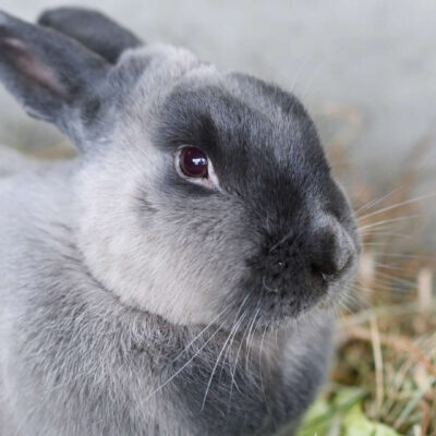 Neuzugang Tierheim Berlin