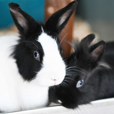 Neuzugang Tierheim Berlin