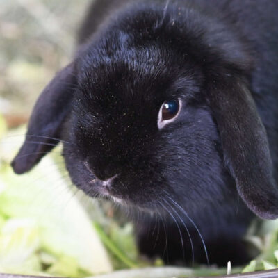 Neuzugang Tierheim Berlin