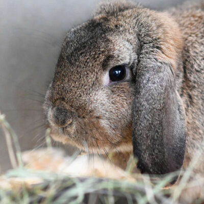 Neuzugang Tierheim Berlin