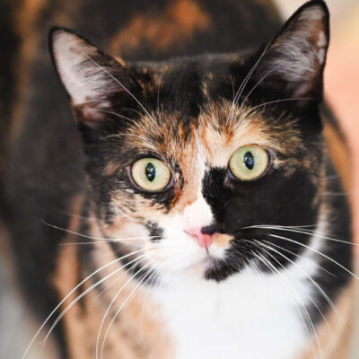 Neuzugang Tierheim Berlin