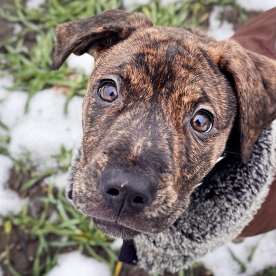Neuzugang Tierheim Berlin