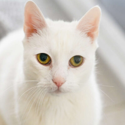 Neuzugang Tierheim Berlin