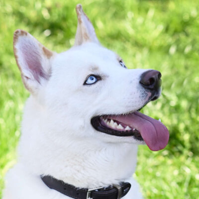 Neuzugang Tierheim Berlin