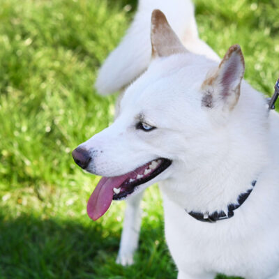 Arktis — Siberian Husky Mix