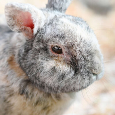 Neuzugang Tierheim Berlin