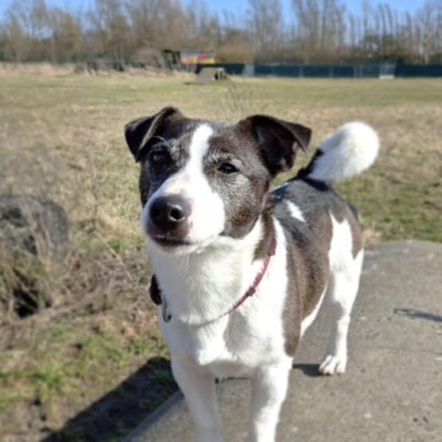 Benno — Jack Russell Terrier