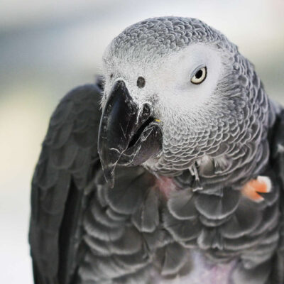 Neuzugang Tierheim Berlin