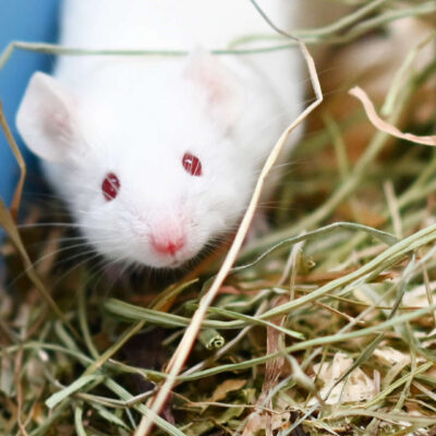 Neuzugang Tierheim Berlin