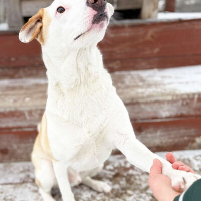 Nanuk — Terrier-mix