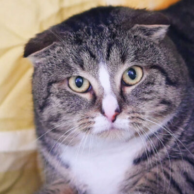 Neuzugang Tierheim Berlin