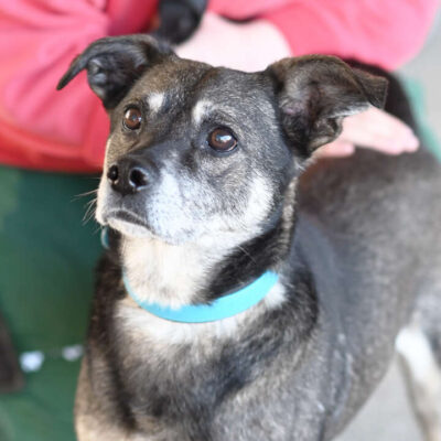 Akki — Terrier-mix