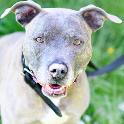 Neuzugang Tierheim Berlin