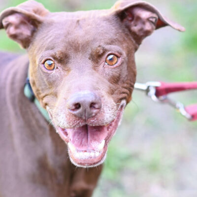 Neuzugang Tierheim Berlin