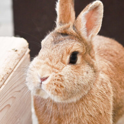 Neuzugang Tierheim Berlin