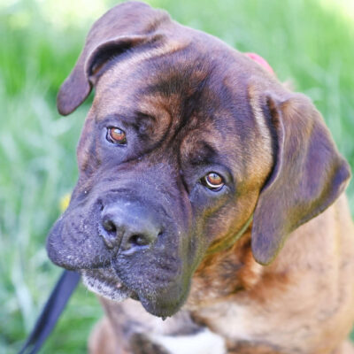 Neuzugang Tierheim Berlin