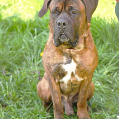 Butch — Cane Corso-/mastiff-mix