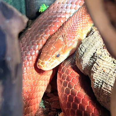 Neuzugang Tierheim Berlin