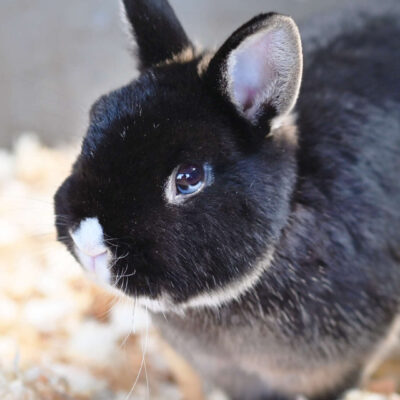 Neuzugang Tierheim Berlin