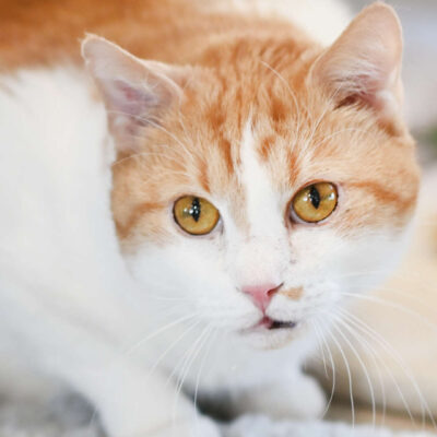 Neuzugang Tierheim Berlin