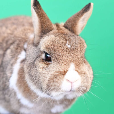 Neuzugang Tierheim Berlin