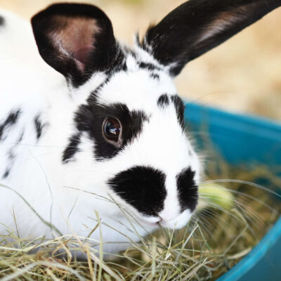 Neuzugang Tierheim Berlin