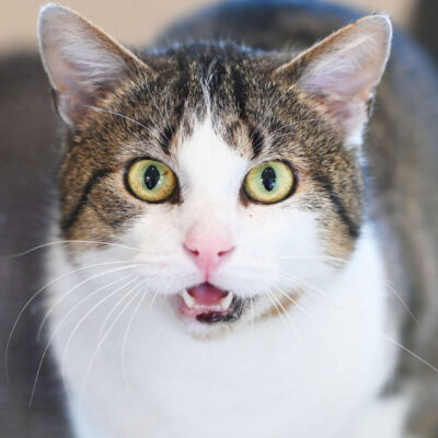 Neuzugang Tierheim Berlin