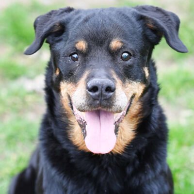 Neuzugang Tierheim Berlin