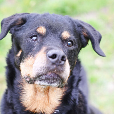 Gundel — Rottweiler