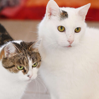 Neuzugang Tierheim Berlin