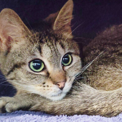 Neuzugang Tierheim Berlin