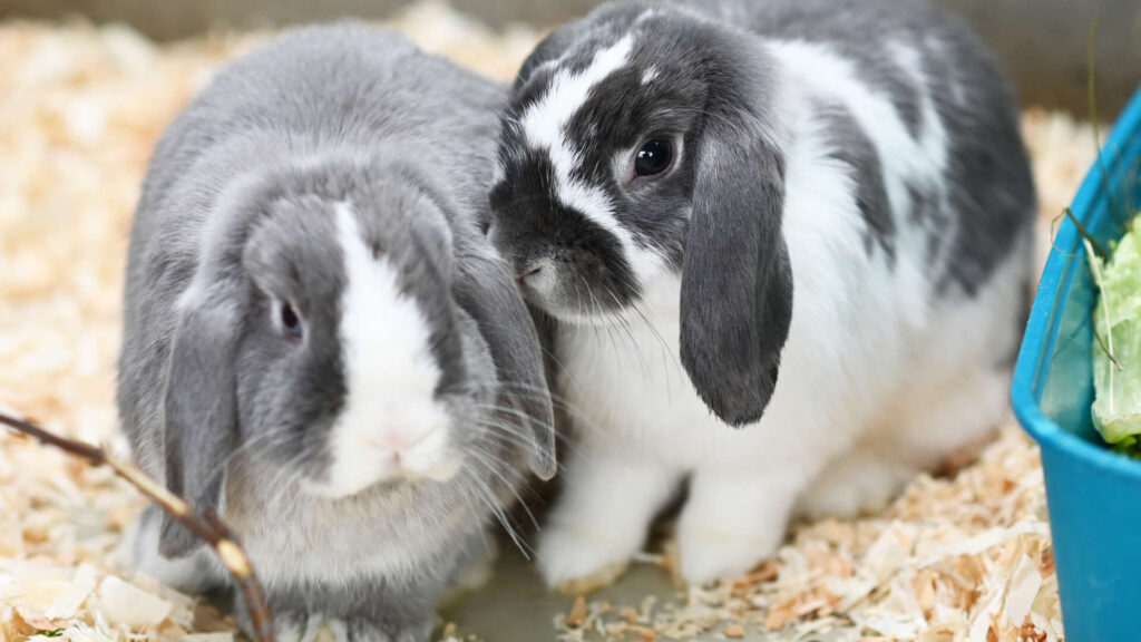 Lämmchen – Widder-Mix, weiblich, 13057 Berlin – zur Adoption