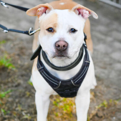 Lilo — Staffordshire Terrier Mix