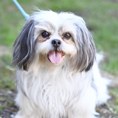 Loulou — Shih Tzu