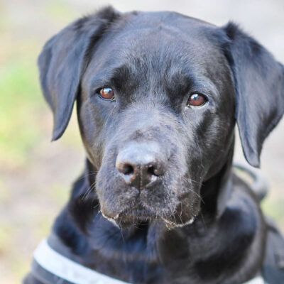 Neuzugang Tierheim Berlin