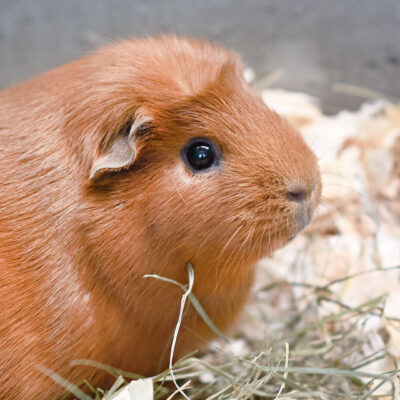 Neuzugang Tierheim Berlin