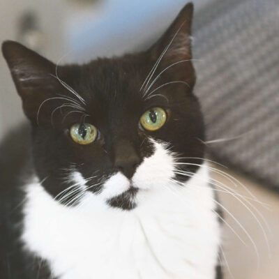 Neuzugang Tierheim Berlin