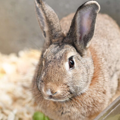 Neuzugang Tierheim Berlin