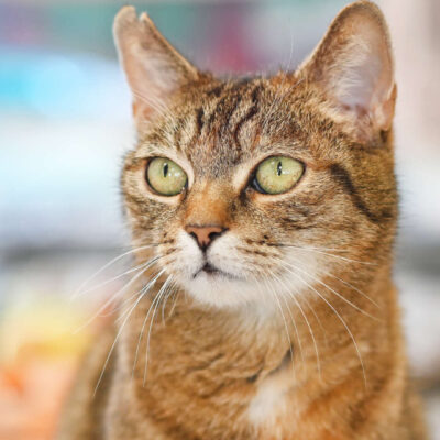 Neuzugang Tierheim Berlin