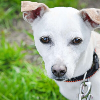 Neuzugang Tierheim Berlin