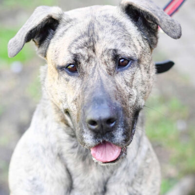 Neuzugang Tierheim Berlin