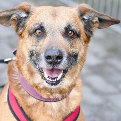 Neuzugang Tierheim Berlin