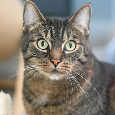 Neuzugang Tierheim Berlin