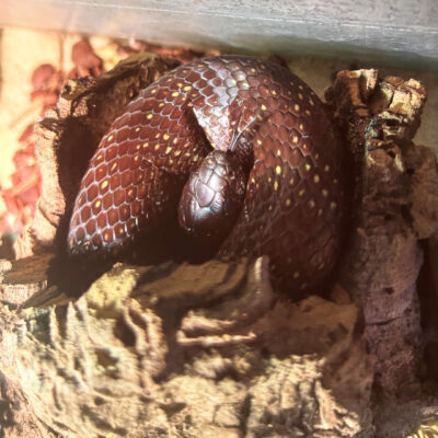 Neuzugang Tierheim Berlin