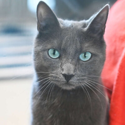 Neuzugang Tierheim Berlin