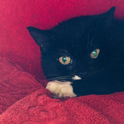 Neuzugang Tierheim Berlin