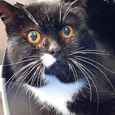 Neuzugang Tierheim Berlin