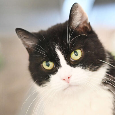 Neuzugang Tierheim Berlin