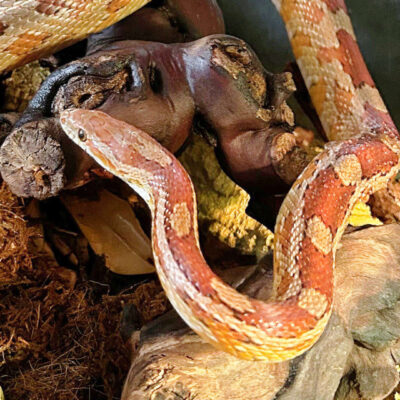 Neuzugang Tierheim Berlin